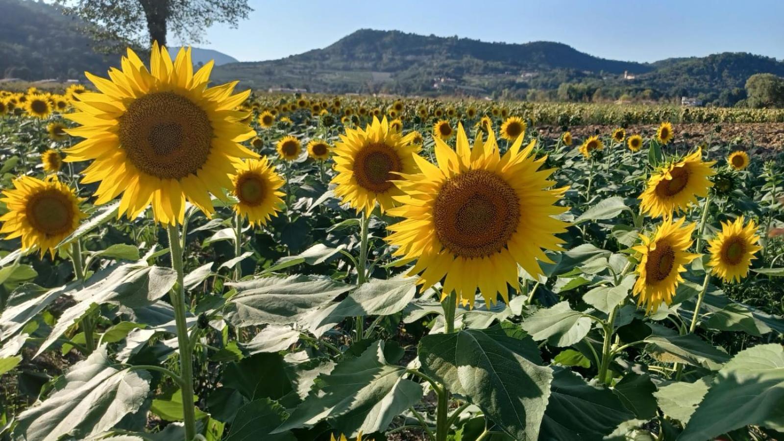 Appartamento Casa Vacanza Abano Terme Euganean Hills Holiday Teolo Dış mekan fotoğraf